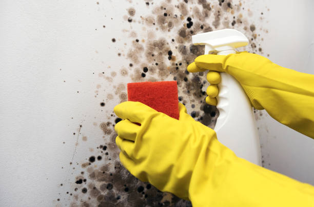 Best Crawl Space Mold Removal  in Country Clu, FL